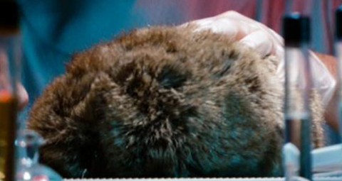 The real trouble with tribbles is, without them, there's no way we can finish this movie on a lame high note.